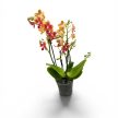 Phalaenopsis Aromio 'Tropical' -Illatos lepkeorchidea