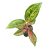 Aglaonema 'Paradise Red'