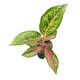 Aglaonema 'Paradise Red'