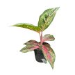 Aglaonema 'Paradise Red'