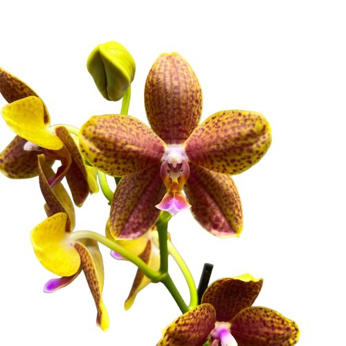 Phalaenopsis hibrid 02. (virágzóképes)