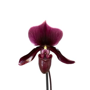   Paphiopedilum 'Black Jack' X P. vinicolor 'Schwarze Madonna' (Papucsorchidea)