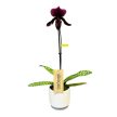 Paphiopedilum 'Black Jack' X P. vinicolor 'Schwarze Madonna' (Papucsorchidea)