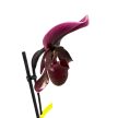 Paphiopedilum 'Black Jack' X P. vinicolor 'Schwarze Madonna' (Papucsorchidea)