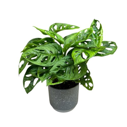 Monstera lechleriana "Monkey Leaf"
