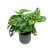 Monstera lechleriana "Monkey Leaf"