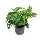 Monstera lechleriana "Monkey Leaf"