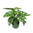 Monstera lechleriana "Monkey Leaf"