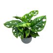 Monstera lechleriana "Monkey Leaf"