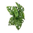 Monstera lechleriana "Monkey Leaf"