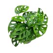 Monstera lechleriana "Monkey Leaf"