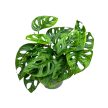 Monstera lechleriana "Monkey Leaf"