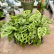 Monstera lechleriana "Monkey Leaf"