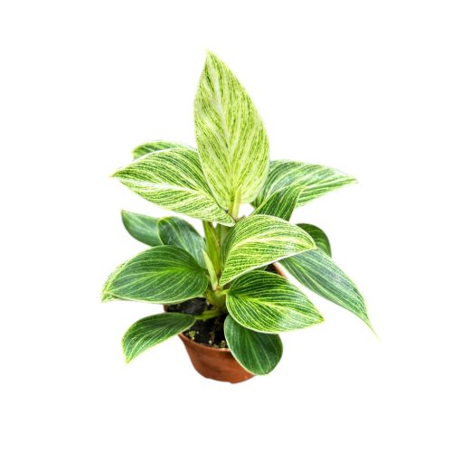 Philodendron 'Birkin' (mini)