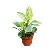 Philodendron 'Birkin' (mini)