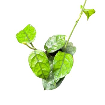 Hoya globulosa 'Cao Bằng' (8 cm)