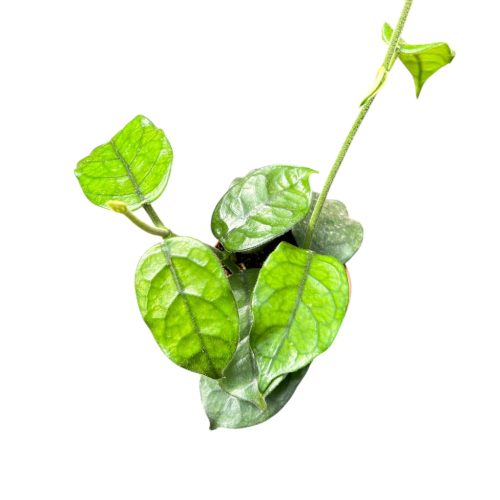 Hoya globulosa 'Cao Bằng' (8 cm)