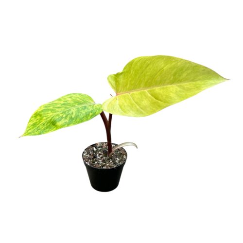 Philodendron erubescens 'Painted Lady' (Inplanted)