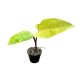 Philodendron erubescens 'Painted Lady' (Inplanted)