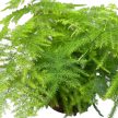 Asparagus setaceus - Fátyolaszparágusz