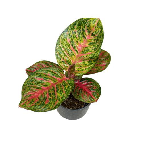 Aglaonema 'Red Balloon'