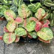 Aglaonema 'Red Balloon'