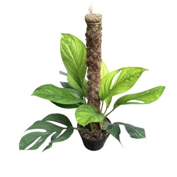 Monstera pinnatipartita on moss pole (Inplanted)