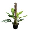 Monstera pinnatipartita kókuszkarón (Inplanted)