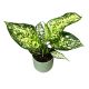 Aglaonema 'Ivory Jade'