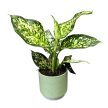 Aglaonema 'Ivory Jade'