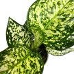 Aglaonema 'Ivory Jade'