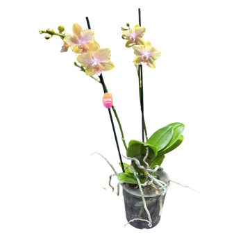   Phalaenopsis 'Bolgheri Lemon' illatos lepkeorchidea