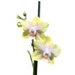 Phalaenopsis 'Bolgheri Lemon' illatos lepkeorchidea