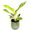 Aglaonema 'Peach Pearl'