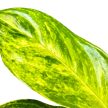 Aglaonema 'Peach Pearl'
