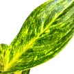 Aglaonema 'Peach Pearl'