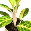 Aglaonema 'Peach Pearl'