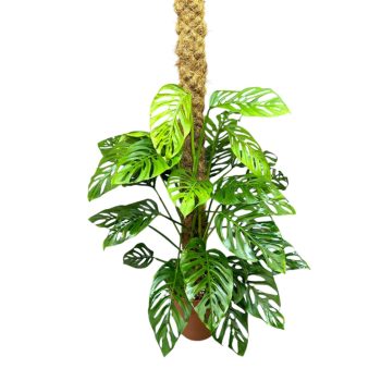 Monstera adansonii ssp. laniata "XL"