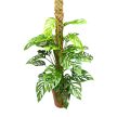 Monstera adansonii ssp. laniata "XL"