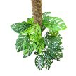 Monstera adansonii ssp. laniata "XL"