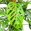 Monstera adansonii ssp. laniata "XL"