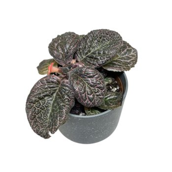 Episcia 'Pink Gator'