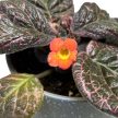 Episcia 'Pink Gator'