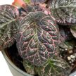 Episcia 'Pink Gator'