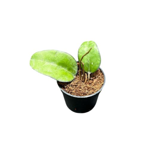 Hoya vitellina (Hoya fuscomarginata) (Inplanted)