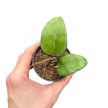 Hoya vitellina (Hoya fuscomarginata) (Inplanted)