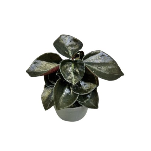 Peperomia columbiana (mini)