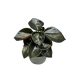 Peperomia columbiana (mini)