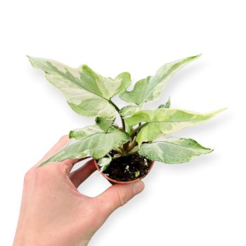 Syngonium podophyllum 'Starlite' (Microplanted)