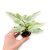 Syngonium podophyllum 'Starlite' (Microplanted)
